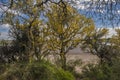 ChaÃÂ±ar tree in Calden forest, bloomed in spring Royalty Free Stock Photo