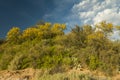 ChaÃÂ±ar tree in Calden forest, bloomed in spring, Royalty Free Stock Photo