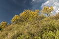 ChaÃÂ±ar tree in Calden forest, bloomed in spring Royalty Free Stock Photo