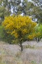 ChaÃÂ±ar tree in Calden forest, bloomed in spring, La Pampa, Argentina Royalty Free Stock Photo