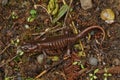 A chocolate brown adult of the Northwestern salamander  Ambystoma gracile Royalty Free Stock Photo