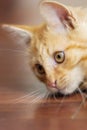 Head portrait of ginger cat watching something Royalty Free Stock Photo