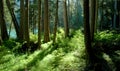 Cheakamus Lake Royalty Free Stock Photo