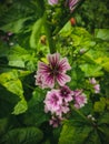 This is a chease flower with beautiful green leafs background.