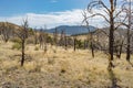 Cheatgrass dominated weed patch after wildfire