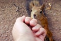 Cheating the squirrels - the hand without the nut