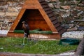 Cheb, Western Bohemia, Czech Republic, 14 August 2021: Brown falcon bird of prey perched near its wooden brown house in castlÃÆ at