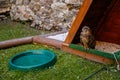 Cheb, Western Bohemia, Czech Republic, 14 August 2021: eagle owl or Eurasian Orle-Sova, Bubo bubo bird of prey perched near its