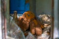 Cheburashka toy in a house inside of the Chernobyl Exclusion Zone in the Ukraine