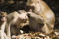 Check the baby monkey ticks. Royalty Free Stock Photo