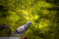 Check pattern feather homing bird perching on home loft Royalty Free Stock Photo