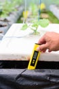 Check pH value of water bin of hydroponics system Royalty Free Stock Photo