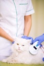 Check up chip at white beautiful persian cat