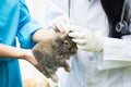 Check up mini rabbit`s health,