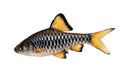 Checker barb Aquarium fish Oliotius oligolepis