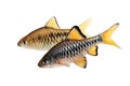 Checker barb Aquarium fish Oliotius oligolepis Royalty Free Stock Photo