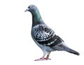Checker feather pattern of homing speed racing pigeon isolate white background