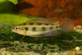 Checkerboard Cichlid Dicrossus maculatus aquarium fish dwarf cichlid