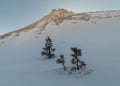 Checkerboard mesa in Zion national park is covered with snow with the tops of a couple of trees sticking out