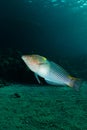 Checkerboard wrasse (Halichoeres hortulanus)