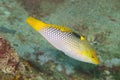 Checkerboard Wrasse (Halichoeres hortulanus)