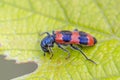 Checkered beetle on leaf of grape