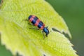 Checkered beetle on leaf of grape Royalty Free Stock Photo
