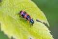 Checkered beetle on leaf of grape