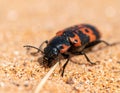 Checkered Beetle on Sand Royalty Free Stock Photo