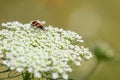 A checkered beetle sitting on a umbellifer