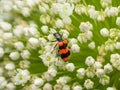 A checkered beetle sitting on a umbellifer