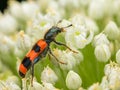 A checkered beetle sitting on a umbellifer