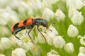 A checkered beetle sitting on a umbellifer