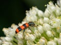 A checkered beetle sitting on a umbellifer