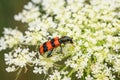 A checkered beetle sitting on a umbellifer