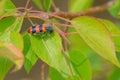 Checkered beetle