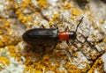 Checkered beetle, Tillus elongatus on wood Royalty Free Stock Photo