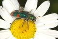Checkered beetle Trichodes quadriguttatus