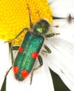 Checkered beetle Trichodes quadriguttatus