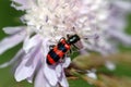 Checkered Beetle Trichodes Apiarius on a lilac flower. Red and black stripes. Springtime. Royalty Free Stock Photo