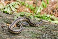 Checkered Eastern Garter Snake
