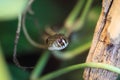 Checkered garter snake