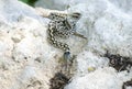 Checkered Garter Snake, Driftwood Texas Royalty Free Stock Photo