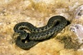 SERPENT JARRETIERE thamnophis marcianus