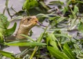 Checkered keelback, flicking it`s tongue Royalty Free Stock Photo