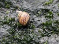 Checkered Periwinkle - Littorina scutulata