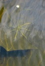 Checkered umbrella drowned in a pond with reflections of clouds