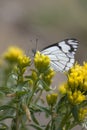 Checkered White Butterfly