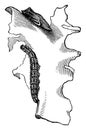 Checkered White Butterfly Larva and Chrysalis, vintage illustration