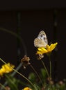 Checkered White Butterfly